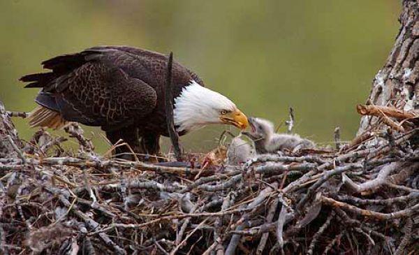 Eagle's Nest Wildlife Sanctuary