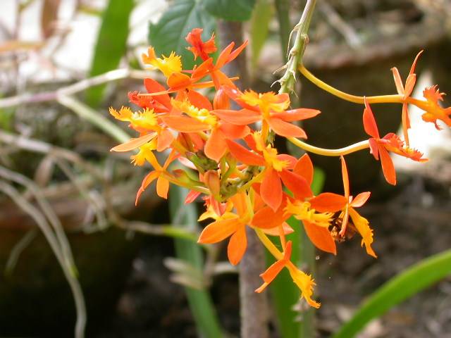 Orchid Research Centre