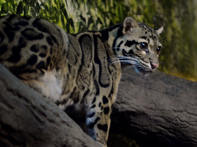 BUXA TIGER RESERVE