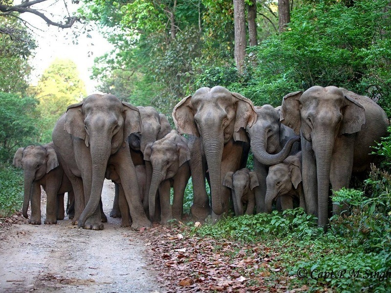 CHAPRAMARI WILDLIFE SANCTUARY