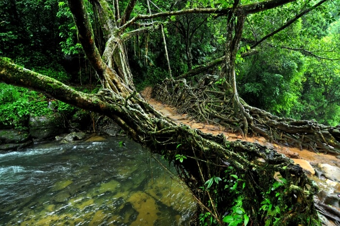 Living Root Bridges and the Double Decker Root Bridge